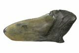 Partial, Fossil Megalodon Tooth Paper Weight #144411-1